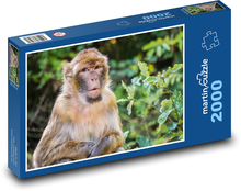 Opice - barbarský makak Puzzle 2000 dílků - 90 x 60 cm