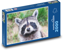Raccoon. Puzzle 2000 pieces - 90 x 60 cm