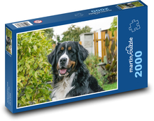 Berneński pies górski Puzzle 2000 elementów - 90x60 cm