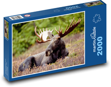 Zwierzę - łoś Puzzle 2000 elementów - 90x60 cm