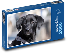 Labrador - pes, šteňa Puzzle 2000 dielikov - 90 x 60 cm