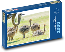 Strusie z pisklętami Puzzle 2000 elementów - 90x60 cm