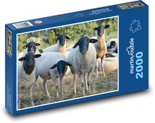 Stádo ovcí Puzzle 2000 dílků - 90 x 60 cm