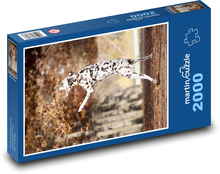 Dalmatyńczyk - pies Puzzle 2000 elementów - 90x60 cm