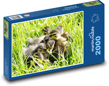 Mláďata vodních ptáků Puzzle 2000 dílků - 90 x 60 cm