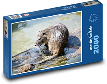 Dziki piżmak na mokradłach Puzzle 2000 elementów - 90x60 cm