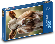 Mladé telátko - domácí zvíře Puzzle 260 dílků - 41 x 28,7 cm