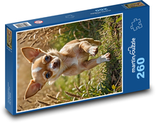 Chihuahua running on grass Puzzle 260 pieces - 41 x 28.7 cm 