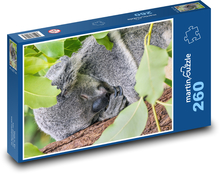 Medveď koala spí na strome Puzzle 260 dielikov - 41 x 28,7 cm 