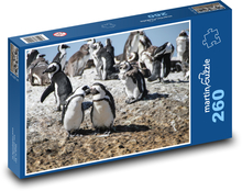 Tučňáci - Jihoafrická republika, Kapské město Puzzle 260 dílků - 41 x 28,7 cm