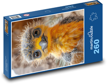 Oranžový vták Puzzle 260 dielikov - 41 x 28,7 cm 