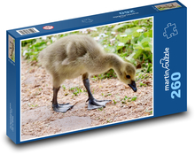 Gęś kanadyjska Puzzle 260 elementów - 41x28,7 cm