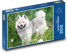 Eurasier - pies Puzzle 260 elementów - 41x28,7 cm