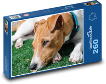 jack-russell-teriér Puzzle 260 dielikov - 41 x 28,7 cm 