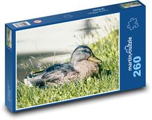 Divoká kačica Puzzle 260 dielikov - 41 x 28,7 cm 