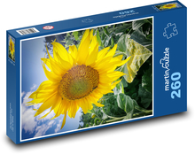 Rozkvetlá slunečnice Puzzle 260 - 41x28,7 cm