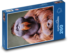 Orangutan - opica Puzzle 260 dielikov - 41 x 28,7 cm