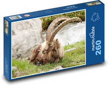Alpine ibex Puzzle 260 pieces - 41 x 28.7 cm 