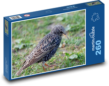 Szpak - ptak Puzzle 260 elementów - 41x28,7 cm