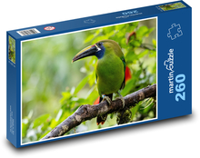 Tukan - vták Puzzle 260 dielikov - 41 x 28,7 cm
