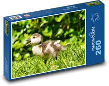 Kachní mládě v trávě Puzzle 260 dílků - 41 x 28,7 cm