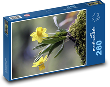 Žltý narcis Puzzle 260 dielikov - 41 x 28,7 cm