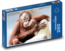 Orangutan - opica Puzzle 260 dielikov - 41 x 28,7 cm 