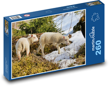 Ovce - jahňacie Puzzle 260 dielikov - 41 x 28,7 cm