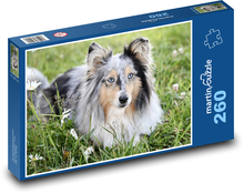 Shetlandský ovčiak Puzzle 260 dielikov - 41 x 28,7 cm 