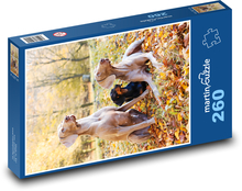 Weimarský stavač Puzzle 260 dielikov - 41 x 28,7 cm