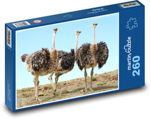 Strauß - Vogel Puzzle 260 Teile - 41 x28,7 cm
