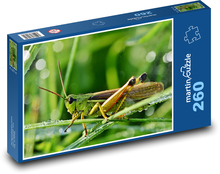 Hmyz - saranče Puzzle 260 dílků - 41 x 28,7 cm