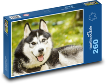 Husky - pes Puzzle 260 dielikov - 41 x 28,7 cm 