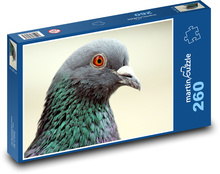 Holub - pták Puzzle 260 dílků - 41 x 28,7 cm