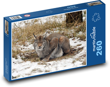 Rys - predator Puzzle 260 pieces - 41 x 28.7 cm 