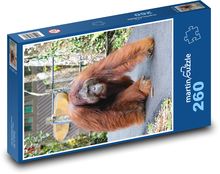 Orangutan - opice Puzzle 260 dílků - 41 x 28,7 cm