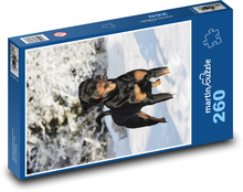 Rotvajler - pes v snehu Puzzle 260 dielikov - 41 x 28,7 cm 
