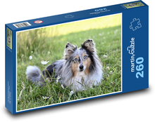 Sheltie - pes, pastier Puzzle 260 dielikov - 41 x 28,7 cm 