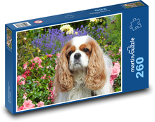 Kavalír - king charles španěl Puzzle 260 dílků - 41 x 28,7 cm