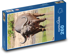 African buffalo Puzzle 260 pieces - 41 x 28.7 cm 