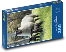 Ovce - jehňata Puzzle 260 - 41x28,7 cm