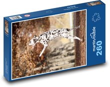 Dalmatian - dog Puzzle 260 pieces - 41 x 28.7 cm