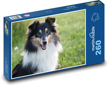 Shetlandský ovčák - pes Puzzle 260 dílků - 41 x 28,7 cm