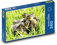 Mláďata vodních ptáků Puzzle 260 dílků - 41 x 28,7 cm
