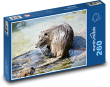 Divoký muskrat v mokrade Puzzle 260 dielikov - 41 x 28,7 cm