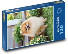 Pes - Pomeranian, mazlíček Puzzle 130 dílků - 28,7 x 20 cm
